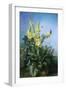 Yellow Flowers in Front of the Blue Sky-Louis-Apollinaire Sicard-Framed Giclee Print