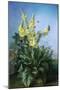 Yellow Flowers in Front of the Blue Sky-Louis-Apollinaire Sicard-Mounted Giclee Print