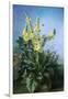 Yellow Flowers in Front of the Blue Sky-Louis-Apollinaire Sicard-Framed Giclee Print