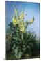 Yellow Flowers in Front of the Blue Sky-Louis-Apollinaire Sicard-Mounted Giclee Print