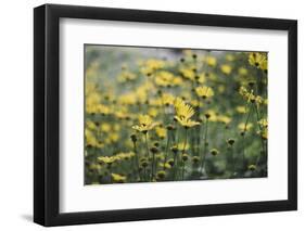 yellow flowers in the botanical garden in June-Nadja Jacke-Framed Photographic Print