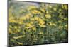 yellow flowers in the botanical garden in June-Nadja Jacke-Mounted Photographic Print