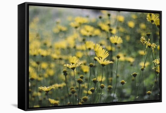 yellow flowers in the botanical garden in June-Nadja Jacke-Framed Stretched Canvas