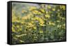 yellow flowers in the botanical garden in June-Nadja Jacke-Framed Stretched Canvas