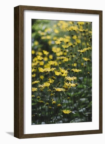 yellow flowers in the botanical garden in June-Nadja Jacke-Framed Photographic Print