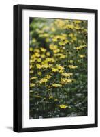 yellow flowers in the botanical garden in June-Nadja Jacke-Framed Photographic Print