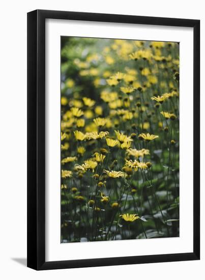 yellow flowers in the botanical garden in June-Nadja Jacke-Framed Photographic Print