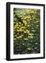 yellow flowers in the botanical garden in June-Nadja Jacke-Framed Photographic Print