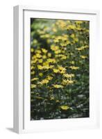 yellow flowers in the botanical garden in June-Nadja Jacke-Framed Photographic Print