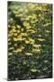 yellow flowers in the botanical garden in June-Nadja Jacke-Mounted Photographic Print