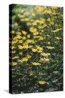 yellow flowers in the botanical garden in June-Nadja Jacke-Stretched Canvas
