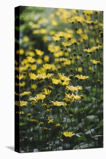 yellow flowers in the botanical garden in June-Nadja Jacke-Stretched Canvas