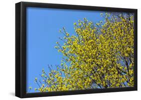 Yellow Flowers on a Blue Sky-null-Framed Poster