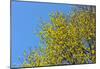Yellow Flowers on a Blue Sky-null-Mounted Poster