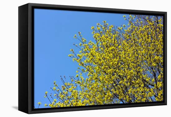 Yellow Flowers on a Blue Sky-null-Framed Stretched Canvas