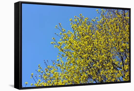 Yellow Flowers on a Blue Sky-null-Framed Stretched Canvas