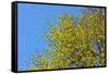 Yellow Flowers on a Blue Sky-null-Framed Stretched Canvas