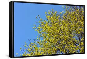 Yellow Flowers on a Blue Sky-null-Framed Stretched Canvas