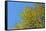 Yellow Flowers on a Blue Sky-null-Framed Stretched Canvas