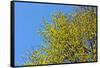 Yellow Flowers on a Blue Sky-null-Framed Stretched Canvas