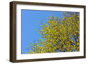 Yellow Flowers on a Blue Sky-null-Framed Photo