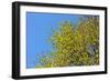 Yellow Flowers on a Blue Sky-null-Framed Photo