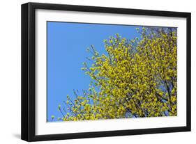 Yellow Flowers on a Blue Sky-null-Framed Photo