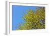 Yellow Flowers on a Blue Sky-null-Framed Photo