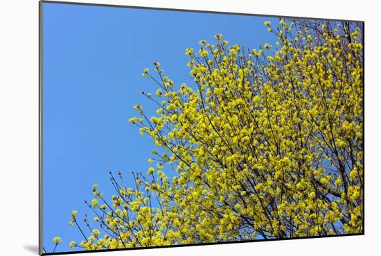 Yellow Flowers on a Blue Sky-null-Mounted Photo