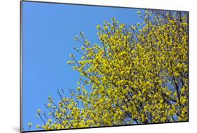 Yellow Flowers on a Blue Sky-null-Mounted Photo