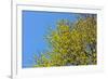 Yellow Flowers on a Blue Sky-null-Framed Photo