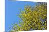 Yellow Flowers on a Blue Sky-null-Mounted Photo