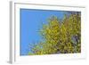 Yellow Flowers on a Blue Sky-null-Framed Photo