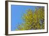 Yellow Flowers on a Blue Sky-null-Framed Photo