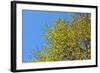 Yellow Flowers on a Blue Sky-null-Framed Photo