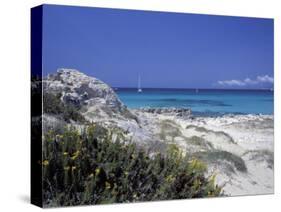 Yellow Flowers on the Beach, Formentera, Balearic Islands, Spain, Mediterranean, Europe-Vincenzo Lombardo-Stretched Canvas