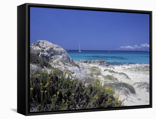 Yellow Flowers on the Beach, Formentera, Balearic Islands, Spain, Mediterranean, Europe-Vincenzo Lombardo-Framed Stretched Canvas