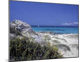 Yellow Flowers on the Beach, Formentera, Balearic Islands, Spain, Mediterranean, Europe-Vincenzo Lombardo-Mounted Photographic Print