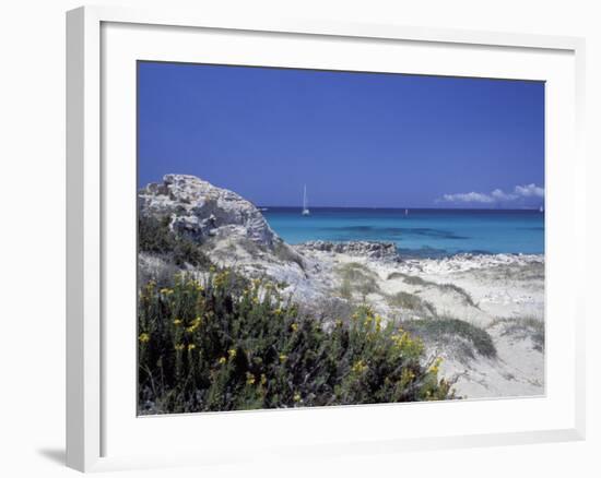 Yellow Flowers on the Beach, Formentera, Balearic Islands, Spain, Mediterranean, Europe-Vincenzo Lombardo-Framed Photographic Print