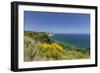 Yellow flowers on the promontory overlooking the turquoise sea, Conero Riviera, Marche, Italy-Roberto Moiola-Framed Photographic Print