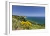 Yellow flowers on the promontory overlooking the turquoise sea, Conero Riviera, Marche, Italy-Roberto Moiola-Framed Photographic Print