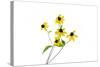 Yellow Flowers on White Background, Marion County, Illinois-Richard and Susan Day-Stretched Canvas