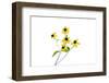 Yellow Flowers on White Background, Marion County, Illinois-Richard and Susan Day-Framed Photographic Print