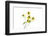 Yellow Flowers on White Background, Marion County, Illinois-Richard and Susan Day-Framed Photographic Print