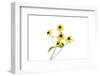 Yellow Flowers on White Background, Marion County, Illinois-Richard and Susan Day-Framed Photographic Print