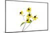 Yellow Flowers on White Background, Marion County, Illinois-Richard and Susan Day-Mounted Photographic Print