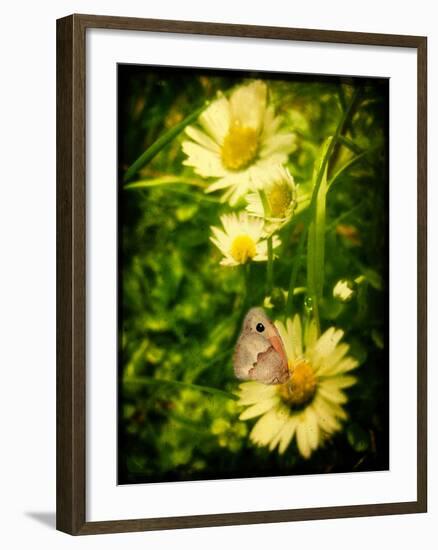 Yellow Flowers with a Butterfly-Cristina Carra Caso-Framed Photographic Print