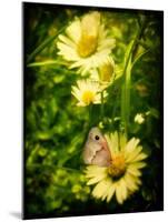 Yellow Flowers with a Butterfly-Cristina Carra Caso-Mounted Photographic Print