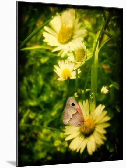 Yellow Flowers with a Butterfly-Cristina Carra Caso-Mounted Photographic Print