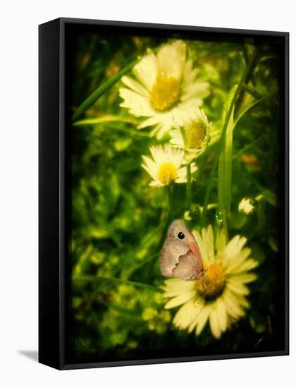 Yellow Flowers with a Butterfly-Cristina Carra Caso-Framed Stretched Canvas